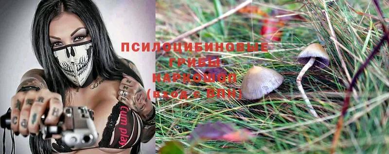 Псилоцибиновые грибы Psilocybine cubensis  как найти закладки  Мариинский Посад 